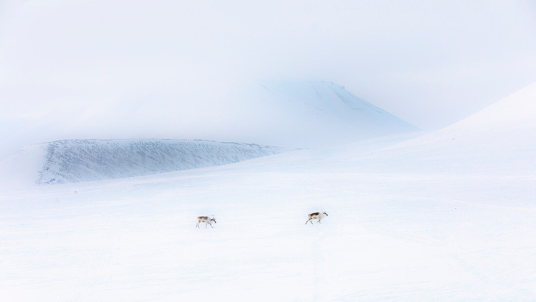 Svalbard reindeer crossing the tundra in late winter near Van Mijienfjord, Spitsbergen. 