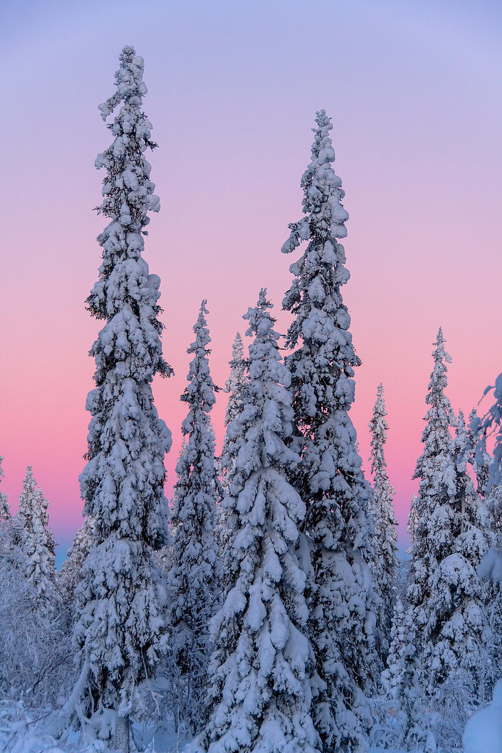 Gefrorene Bäume unter arktischem Licht, Lampivaara-Hügel, Luosto, Lappland, Finnland