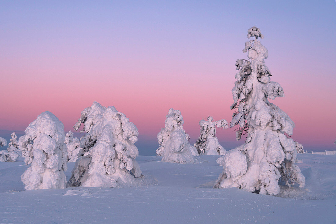 Gefrorene Bäume (Tykky) unter arktischem Licht, Levi, Lappland, Finnland