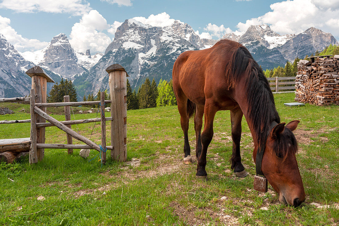 free horse grazing near malga maraia, auronzo di cadore,belluno,veneto,italy