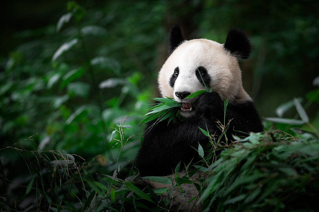 Riesenpanda (Ailuropoda melanoleuca) in einer Panda-Basis, Chengdu-Region, Sichuan, China