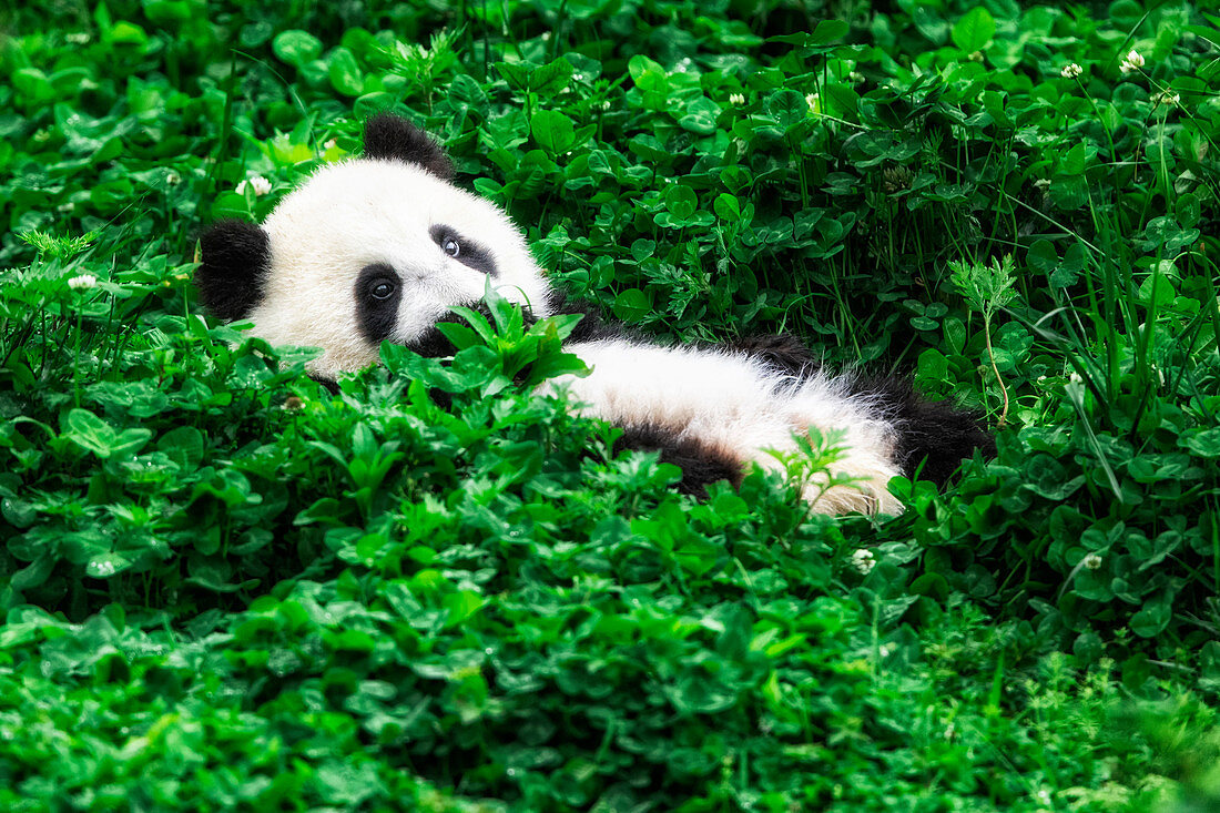 giant panda cub (Ailuropoda melanoleuca) in a panda base, Chengdu region, Sichuan, China