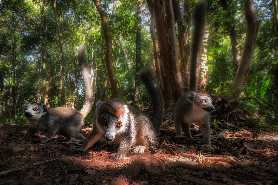 A group of Crowned lemurs (Eulemur coronatus), in Palmarium reserve, Eastern Madagascar