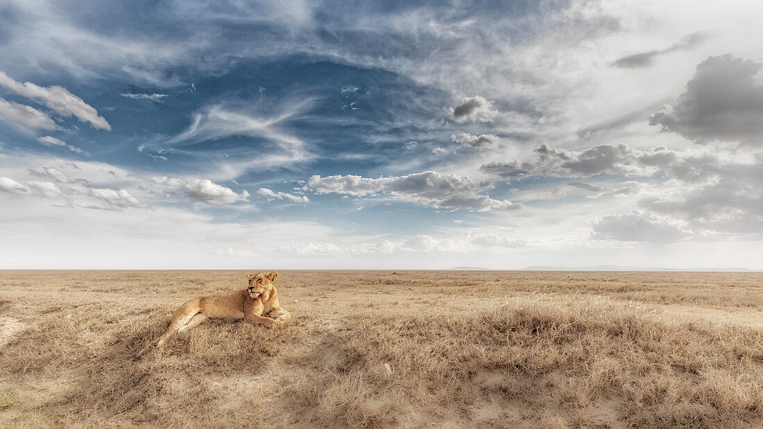 Löwin, die in den Serengeti-Ebenen, Tansania ruht