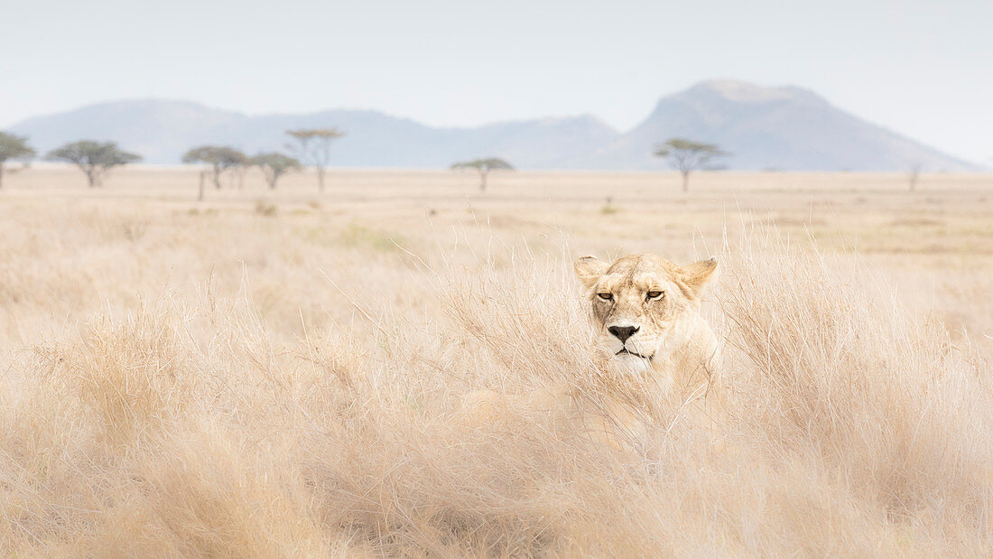 Löwin, die in den Serengeti-Ebenen, Tansania ruht
