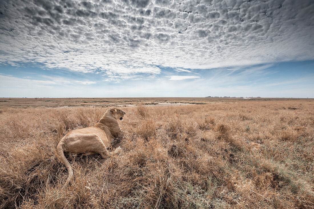 Löwin, die in den Serengeti-Ebenen, Tansania ruht