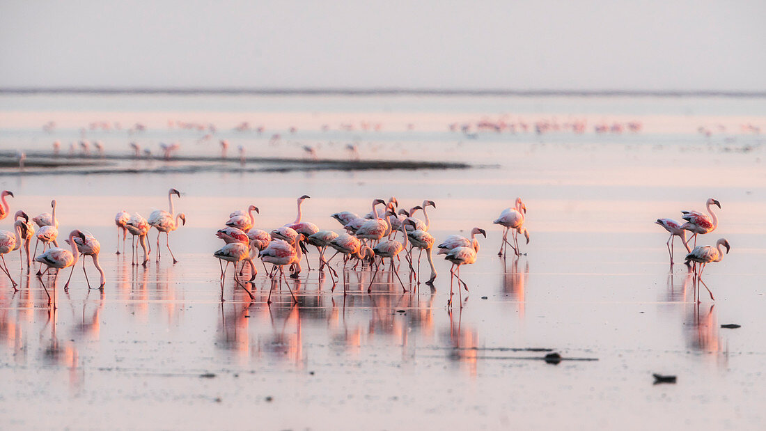 Eine Herde Flamingos im Natronsee bei Sonnenaufgang, Tansania