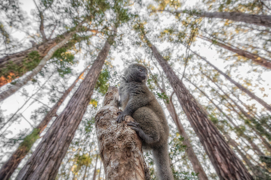 eastern lesser bamboo lemur (Hapalemur griseus), at sunset in Vakona reserve, Andasibe Mantadia National Park, Madagascar 