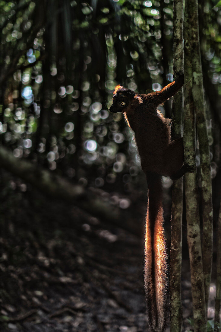 Red hybrid between eulemur macaco e Eulemur coronatus in Palmarium reserve, Madagascar 