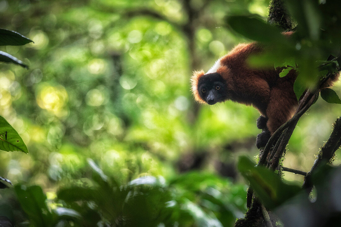 Endemischer und vom Aussterben bedrohter Rotkehlmaki (Varecia rubra) im Masoala-Nationalpark