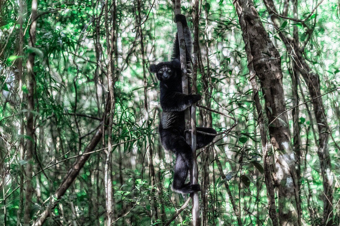 Indri (indri indri) in a primary forest in eastern Madagascar, africa  