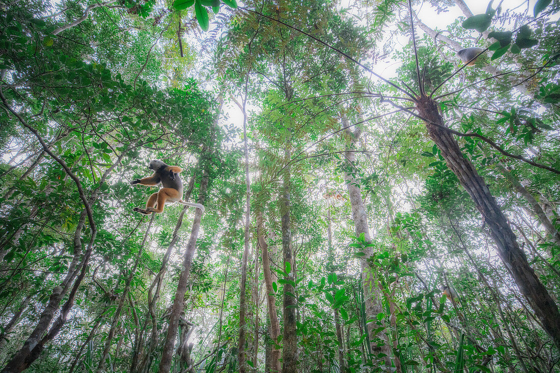 Sifaka diadema (Propithecus diadema) im Andasibe Mantadia Nationalpark, Analamozoatra-Primärwald, Madagaskar