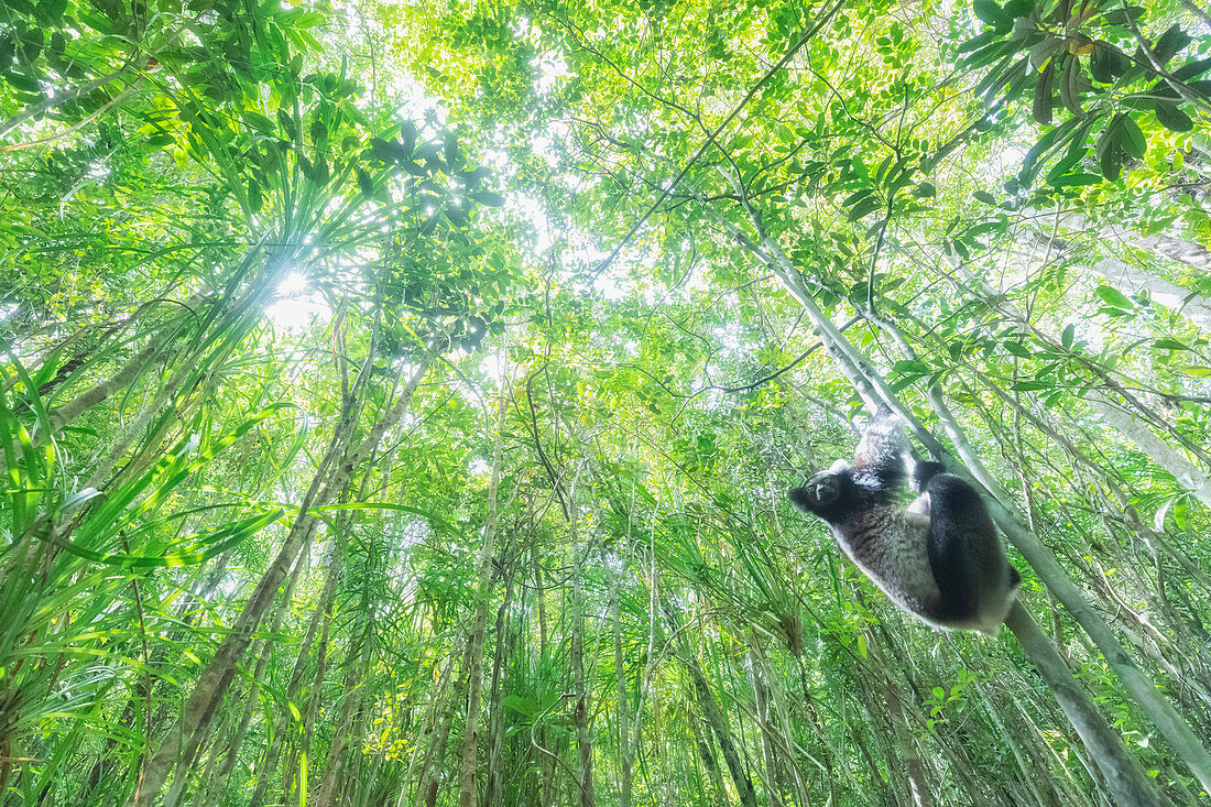 Indri (Indri Indri) in einem Primärwald im Osten Madagaskars, Afrika