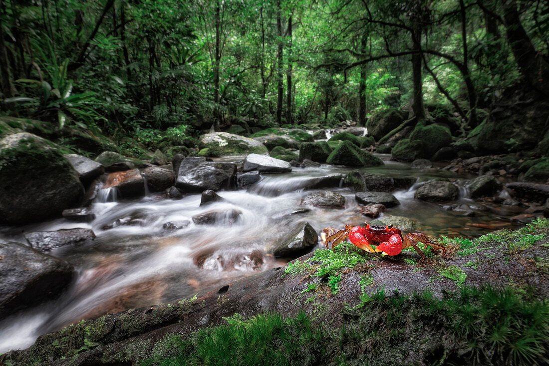 Arboreal Crab (Malagasya antongilensis) in Masoala National Park, Madagascar  