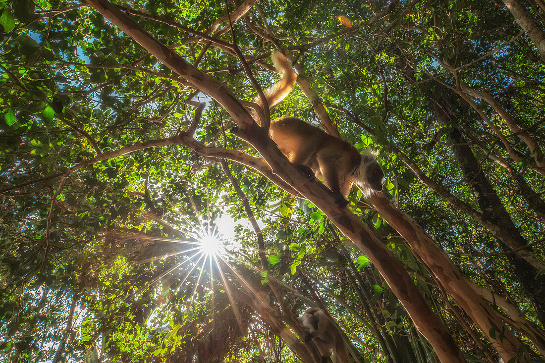 black lemur (Eulemur macaco) in Palmarium reserve, Eastern Madagascar 