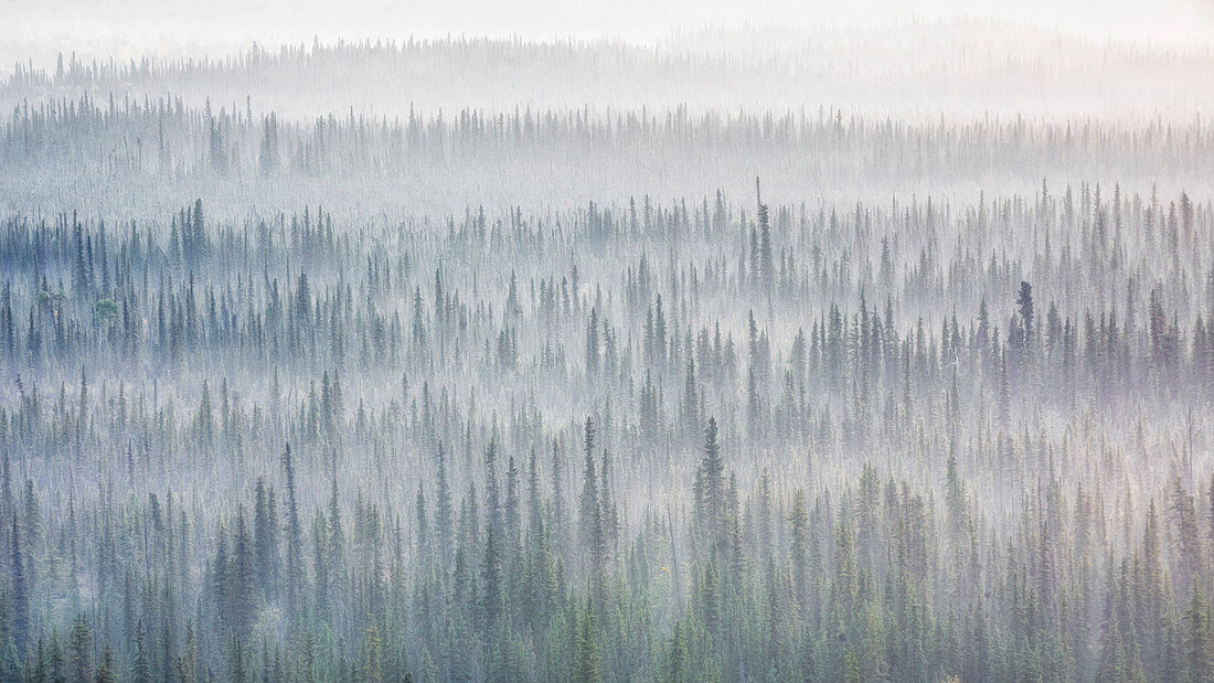 Alaskan forest at sunrise, near Copper Center, Alaska