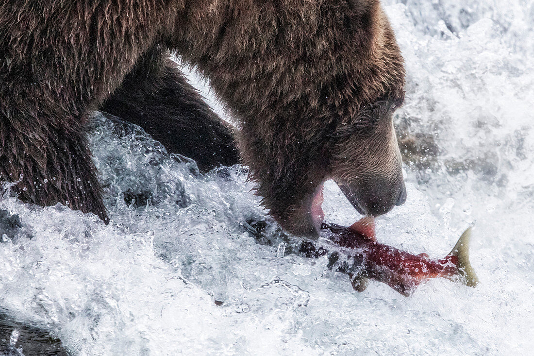 Brown bear fishing for silver salmon in Katmai National Park and Preserve, Alaska, USA