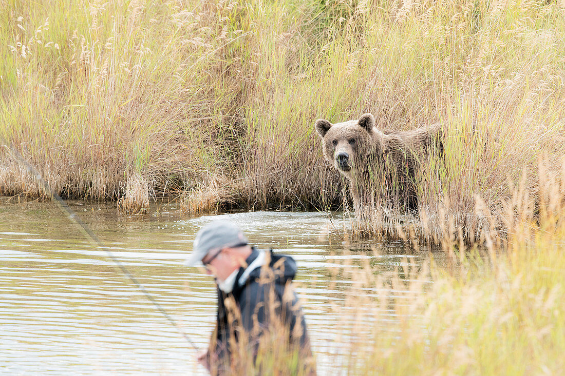 Braunbär (ursus arctos horribilis), der am Bachfluss, im Katmai-Nationalpark und im Naturschutzgebiet nach Lachs fischt und den Fluss mit dem Fischer teilt.