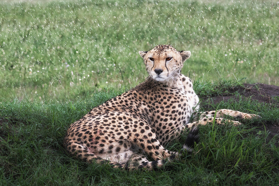 Cheetah (acinonyx jubatus) at rest in the rain, maasaimara, kenya