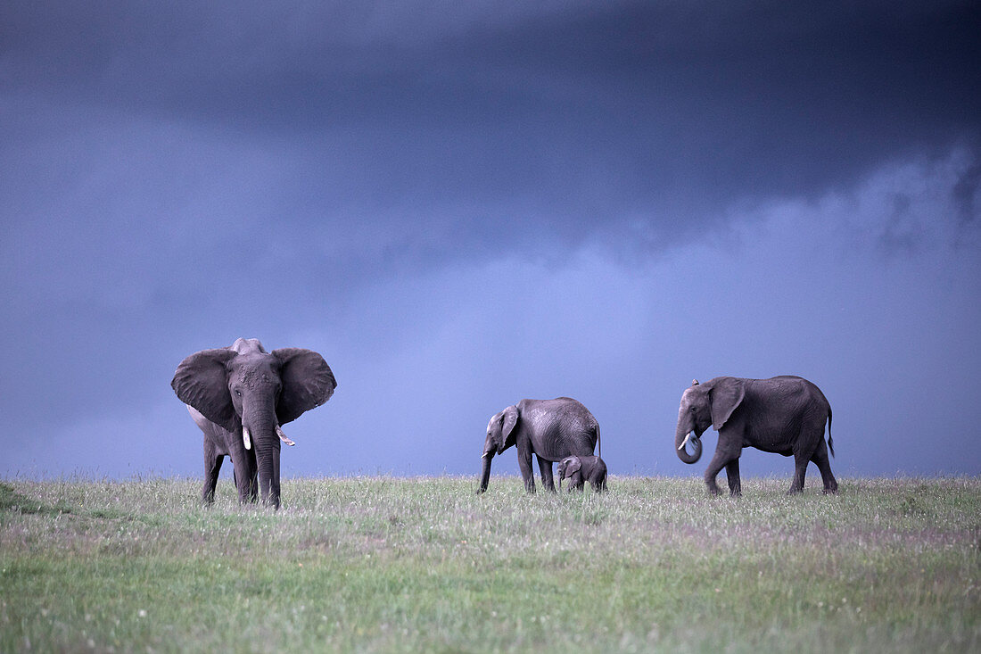 Elefanten in der Maasaimara, Kenia