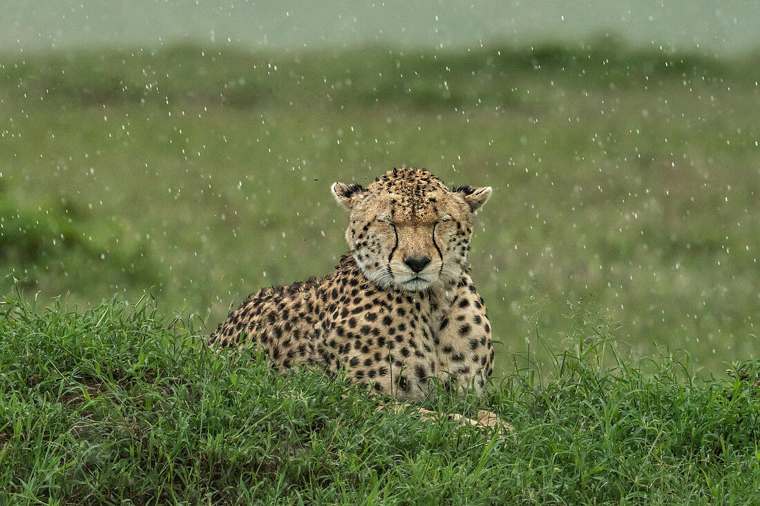 Cheetah (acinonyx jubatus) at rest in the rain, maasaimara, kenya