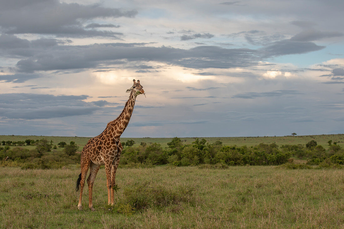 Massai-Giraffe (Giraffa tippelskirchi) im Maasai-Mara-Wildreservat, Kenia