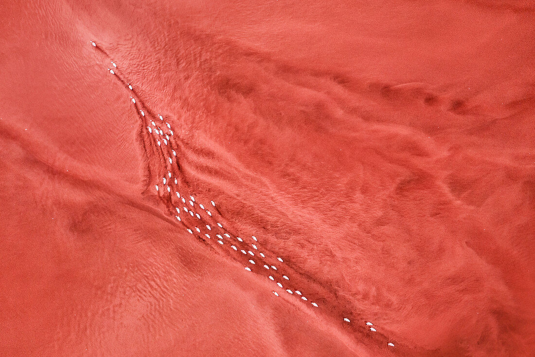 Flamingos, die in alkalischen Gewässern im Rift Valley, Bogoria-See, Kenia füttern