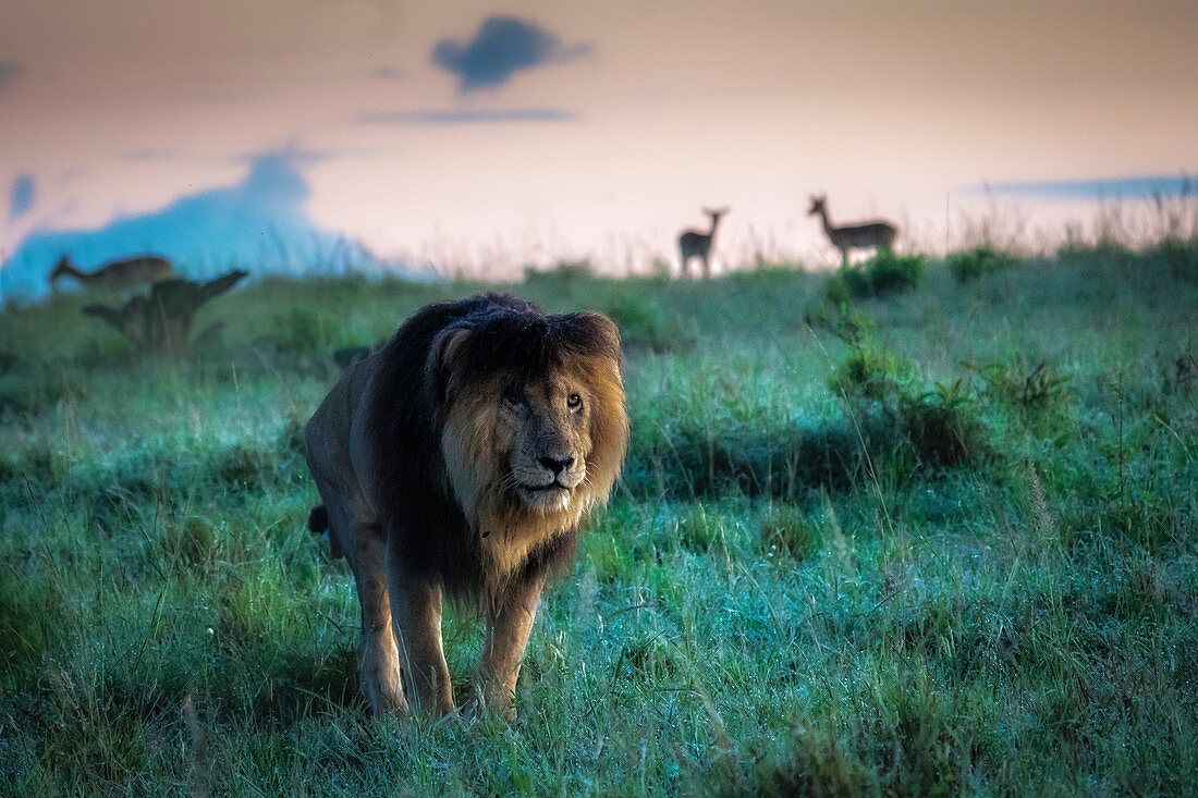 Männlicher Löwe (Panthera Leo) Narbengesicht im Maasai Mara Wildreservat, Kenia, bei Sonnenaufgang