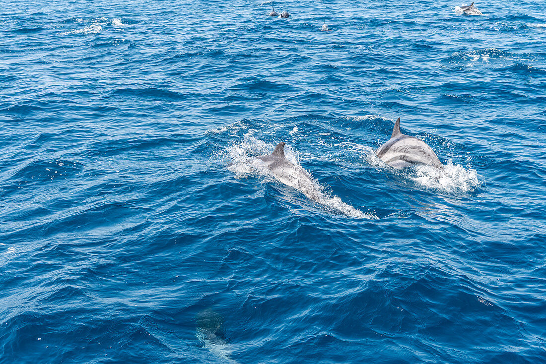 Taranto, Salento, Apulien, Italien, Europa. Der gestreifte Delphin (Stenella coeruleoalba) im Ionischen Meer