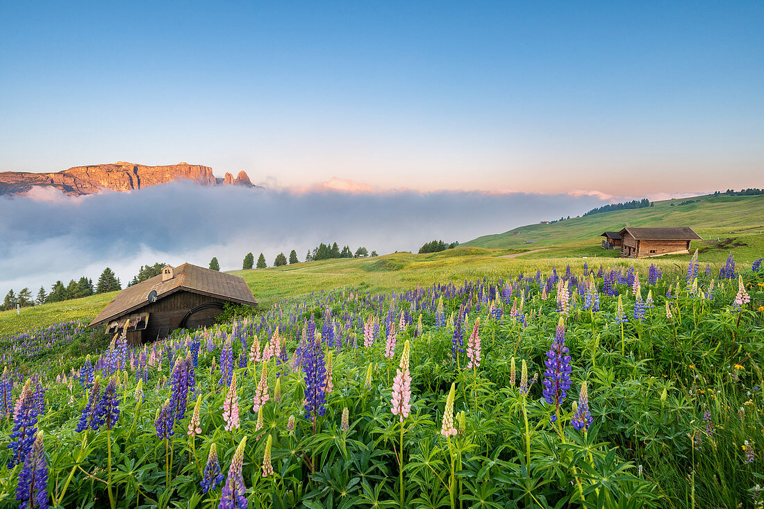 Alpe di Siusi/Seiser Alm, Dolomites, South Tyrol, Italy, Europe. Bloom on Plateau of Bullaccia/Puflatsch. In the background the peaks of Sciliar/Schlern
