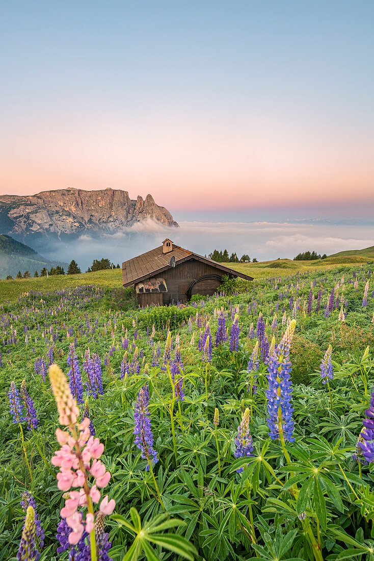 Alpe di Siusi / Seiser Alm, Dolomiten, Südtirol, Italien, Europa. Blüte auf dem Plateau von Bullaccia / Puflatsch. Im Hintergrund die Gipfel von Sciliar / Schlern