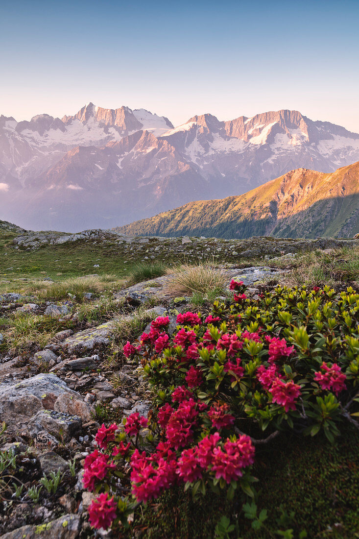 Flowering of Rhododendrons at the foot of the Presanella, Trentino Alto Adige, Italy