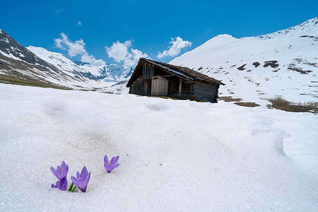 Isolierter Krokus im Schnee mit Alpenhütte im Hintergrund, Juf, Avers, Region Viamala, Kanton Graubunden, Schweiz