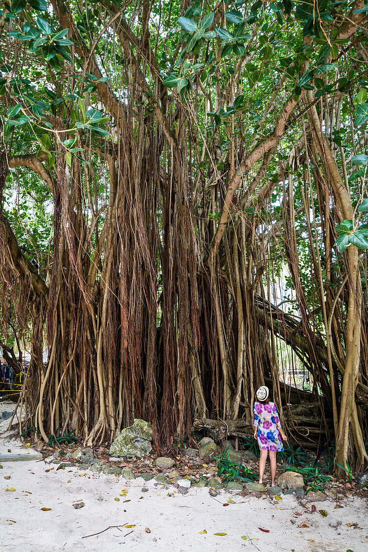 Frau, die die Baumstämme der hohen tropischen Bäume im Regenwald, Ile Aux Cerfs, Flacq, Indischer Ozean, Mauritius bewundert