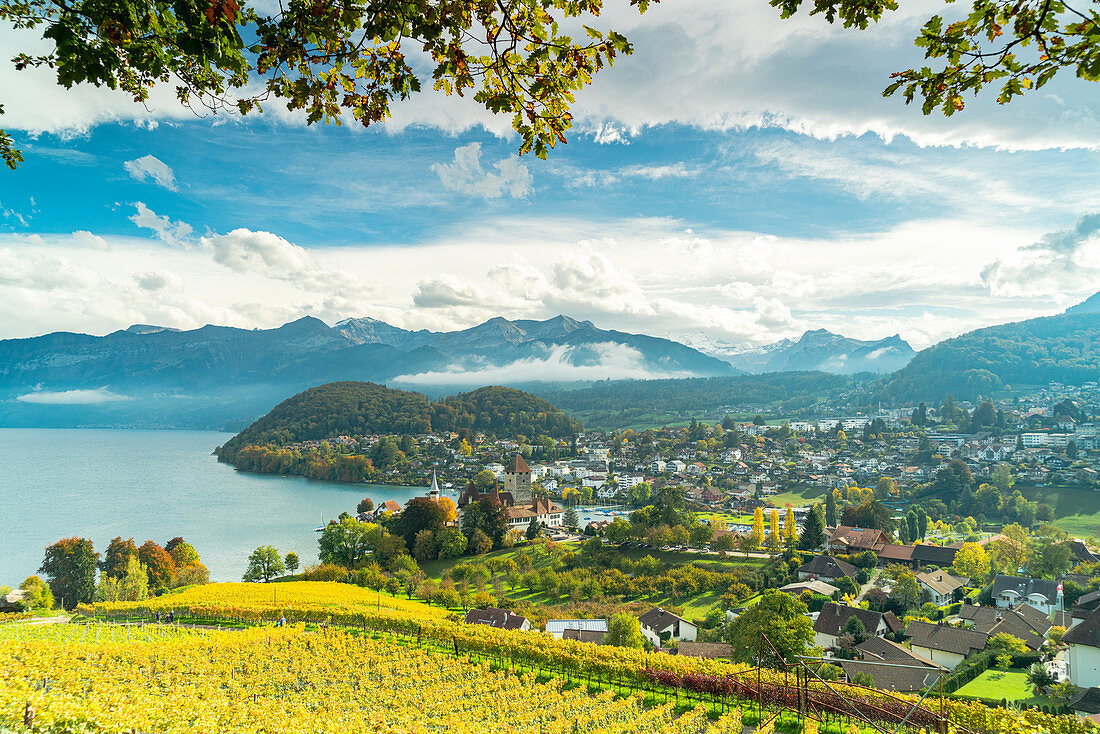 Vineyards around the village of Spiez on shores of lake Thun,  canton of Bern, Switzerland