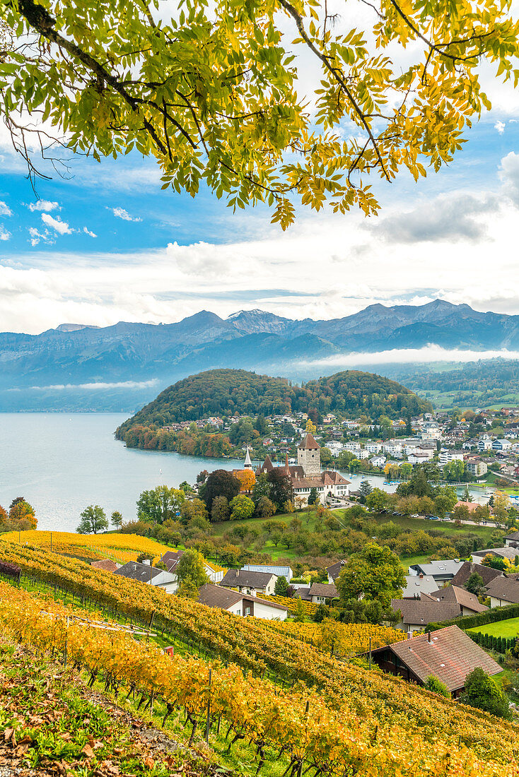 Spiez village on shores of lake Thun surrounded by vineyards, canton of Bern, Switzerland