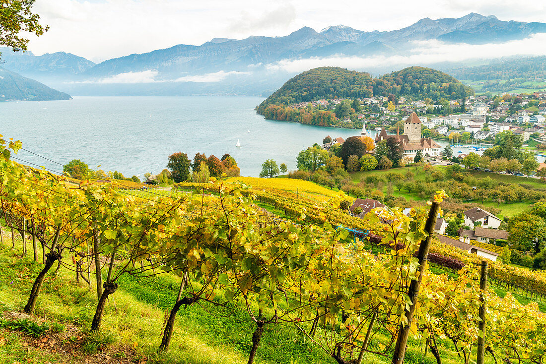 Weinbäume auf Hügeln um Schloss Spiez und Thunersee, Kanton Bern, Schweiz