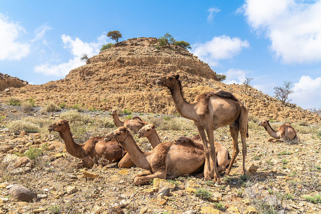 Gruppe von Kamelen für die Salzkarawane, Dallol, Danakil Depression, Afar Region, Äthiopien, Afrika