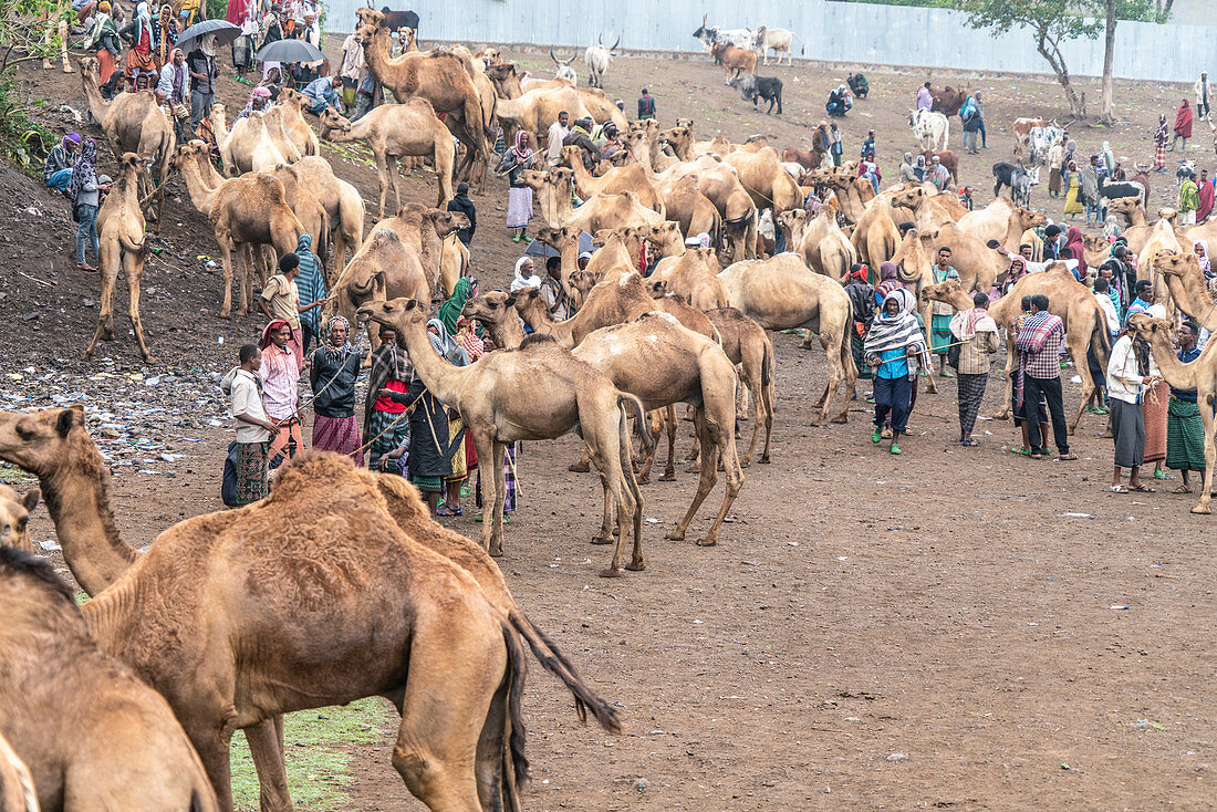 Animal market of Bati, Amhara Region, Oromia, Ethiopia, Africa