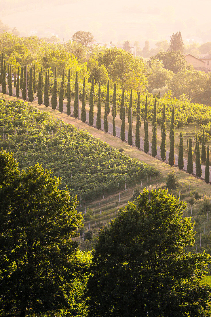 Weinberge auf den Hügeln nahe Castelvetro, Provinz Modena, Emilia Romagna, Italien.