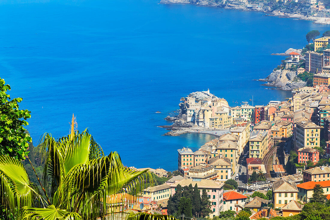 Elevated view of Camogli and Gulf of Paradise, Camogli, Riviera di Levante, Liguria, Italy, Europe