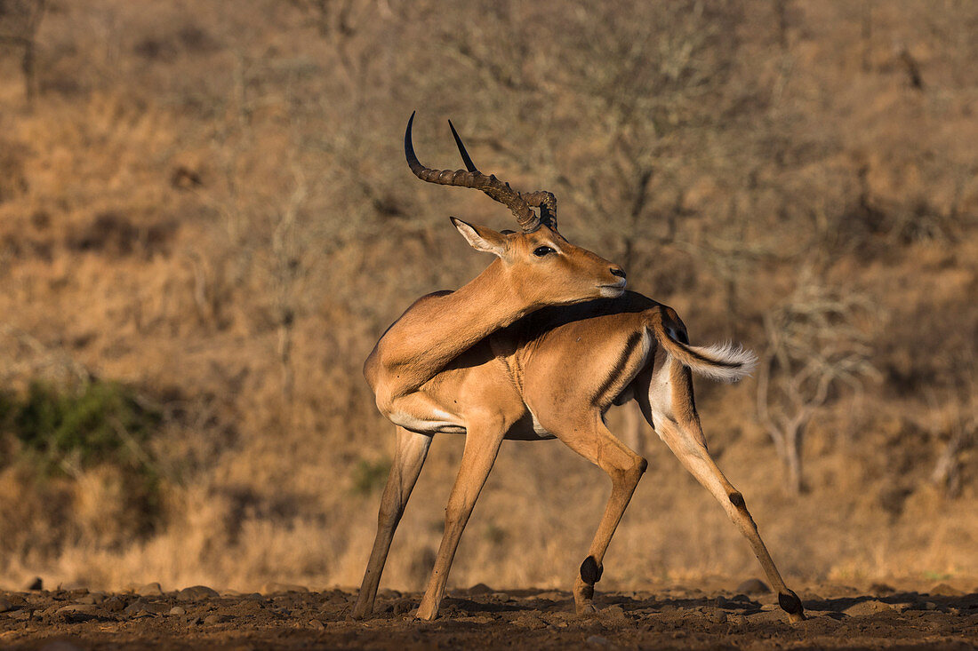 Impala (Aepyceros melampus), Zimanga game reserve, KwaZulu-Natal, South Africa, Africa