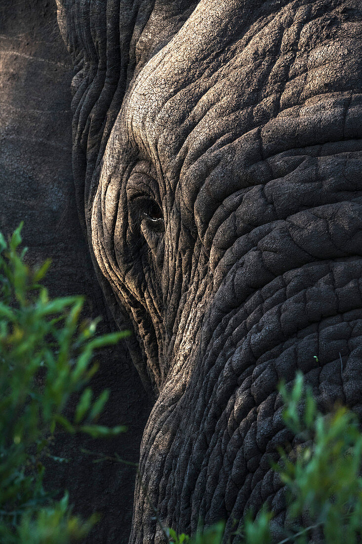Elefant (Loxodonta africana), privates Wildreservat Zimanga, KwaZulu-Natal, Südafrika, Afrika