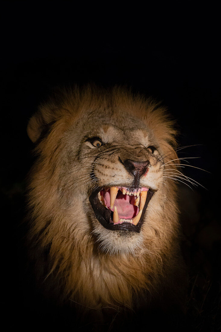 Lion (Panthera leo) male at night, Zimanga private game reserve, KwaZulu-Natal, South Africa, Africa