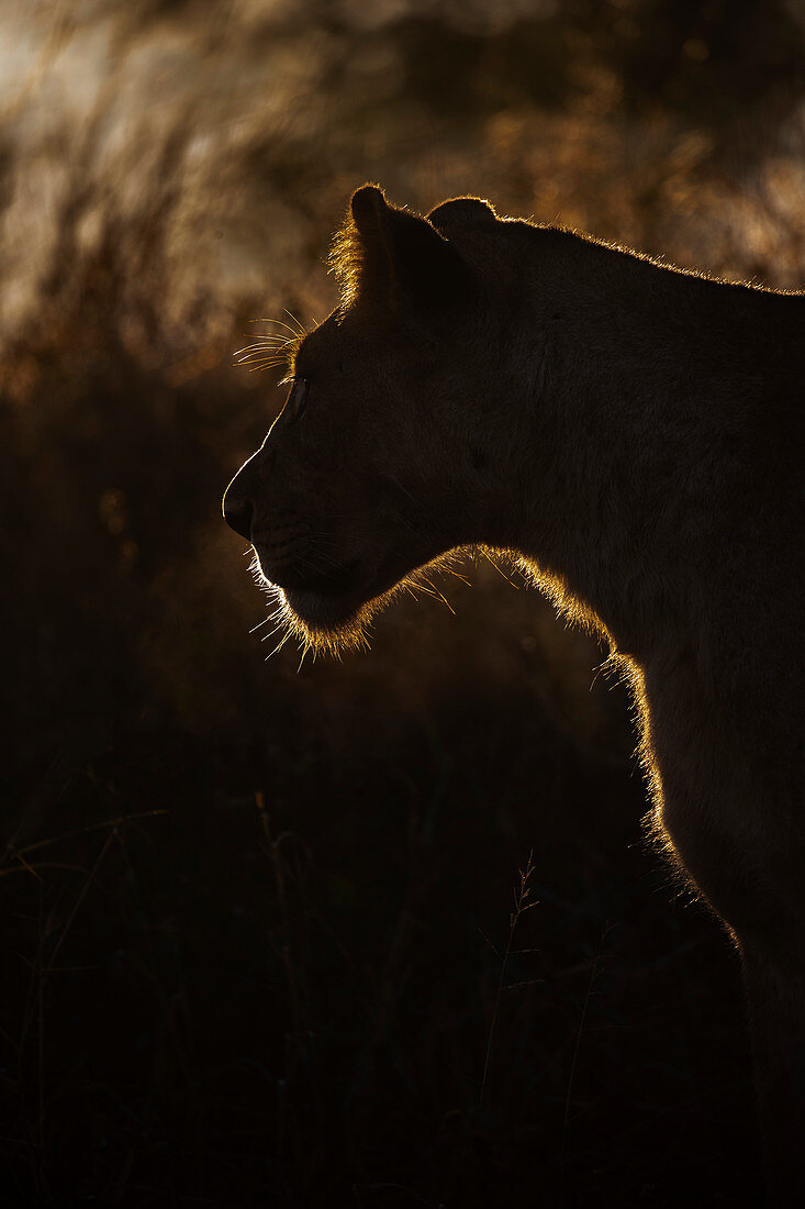 Löwin (Panthera Leo), privates Wildreservat Zimanga, KwaZulu-Natal, Südafrika, Afrika