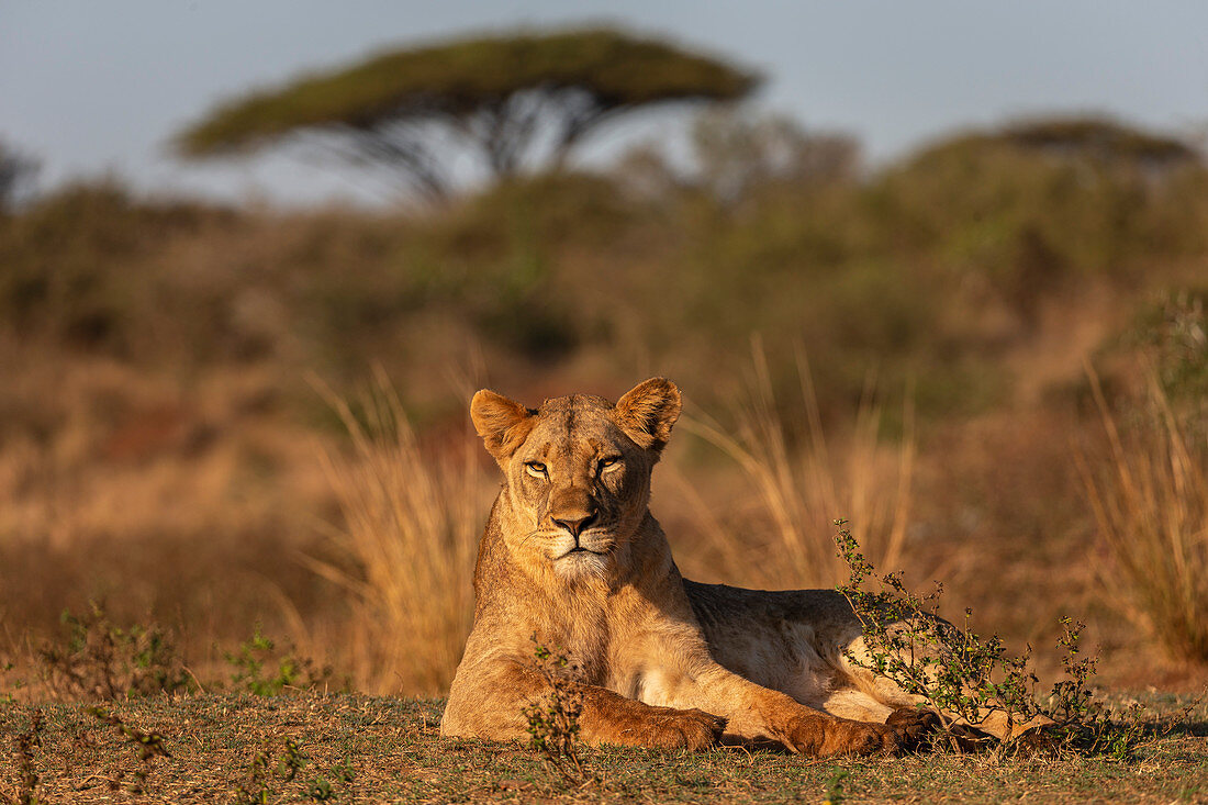 Löwin (Panthera Leo), privates Wildreservat Zimanga, KwaZulu-Natal, Südafrika, Afrika