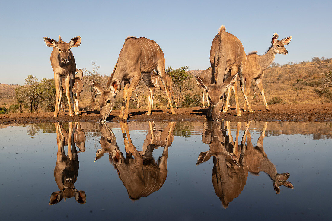 Großer Kudu (Tragelaphus strepsiceros) am Wasser, privates Wildreservat Zimanga, KwaZulu-Natal, Südafrika, Afrika