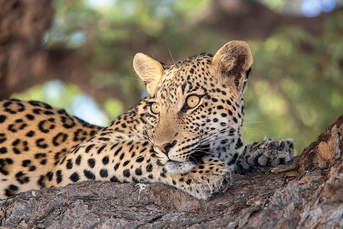 Leopard (Panthera pardus) weiblich, Kgalagadi Transfrontier Park, Südafrika, Afrika