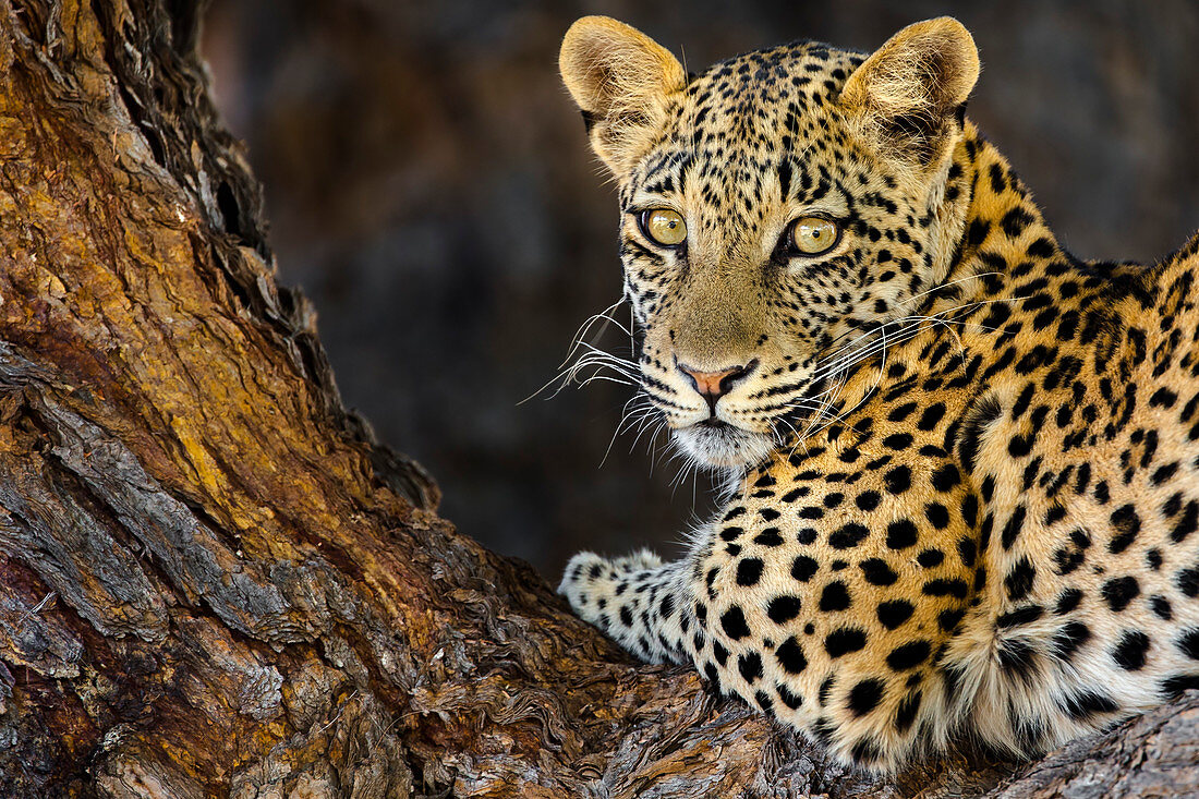 Leopard (Panthera pardus) weiblich, Kgalagadi Transfrontier Park, Südafrika, Afrika