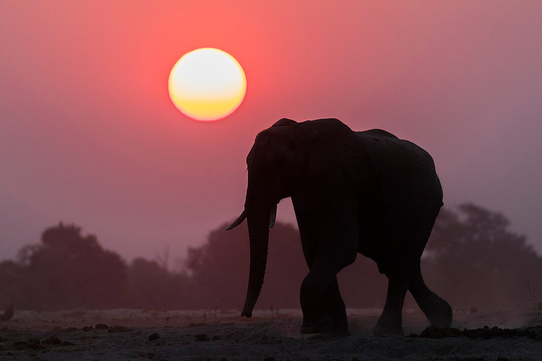 Afrikanischer Elefant (Loxodonta africana) bei Sonnenuntergang, Chobe National Park, Botswana, Afrika
